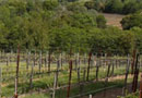 Sonoma County Dry Creek Valley Vineyard for Sale
