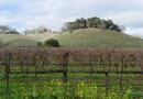 Sonoma County Dry Creek Valley Vineyard for Sale