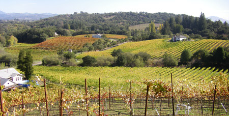 Vineyard for sale: Sonoma County Trenton Road Vineyard Offering - Russian River Valley AVA
