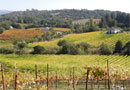 Sonoma County Russian River Valley Vineyard for Sale