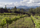 Sonoma County Vineyard and Home for Sale